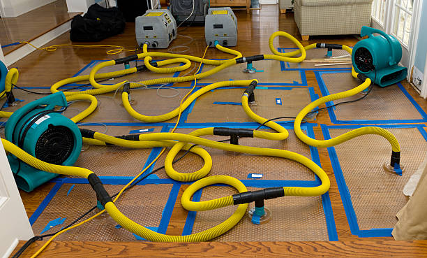 Professional Structural Drying And Dehumidification technician working in Springdale, UT